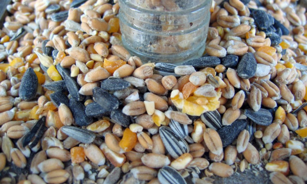 Как правильно хранить семена: опытные дачники раскрыли лучшие варианты